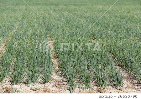 field with green onions 26650790