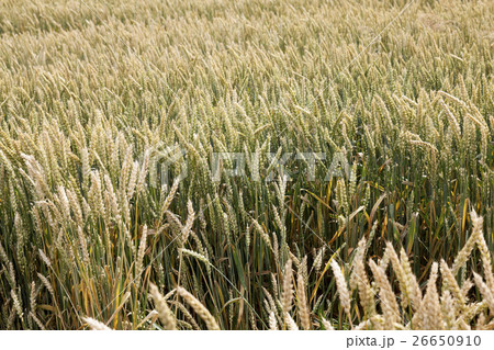 green cereals, close-up 26650910