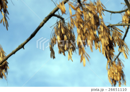 autumn in the park autumn in the park 26651110