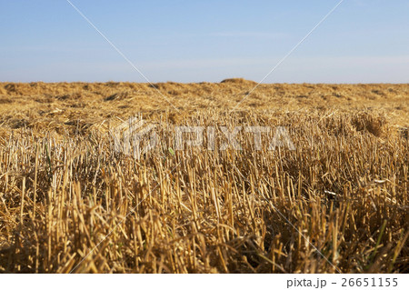 ripe yellow cereals 26651155