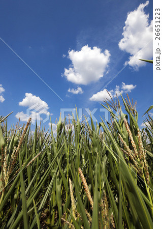 Corn field, summer 26651223