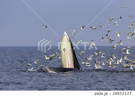 Bryde's whale of gulf of Thailand 26652127