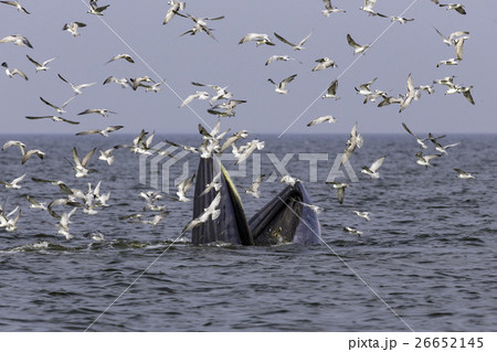 Bryde's whale of gulf of Thailand 26652145