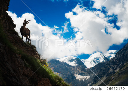 ibex at high altitude 26652170