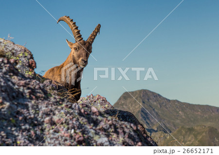 Ibex 26652171