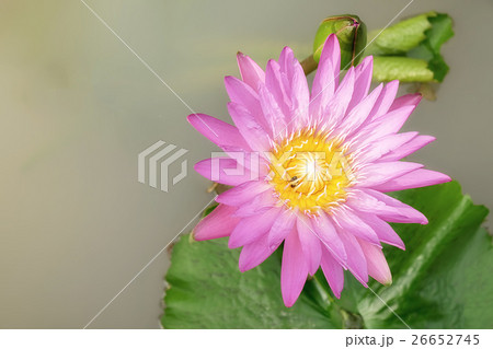 beautiful lotus flower is complimented beautiful lotus flower is complimented 26652745