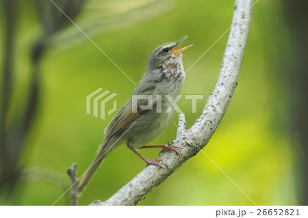 ウグイス ウグイス 26652821