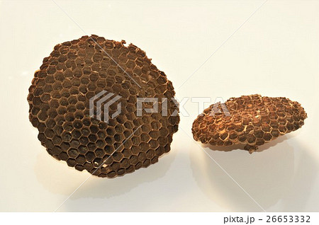 スズメバチの巣　白背景 26653332
