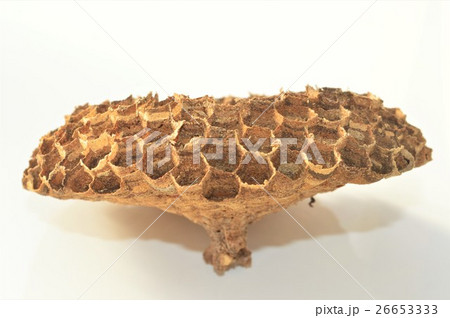 スズメバチの巣 白背景 スズメバチの巣 白背景 26653333