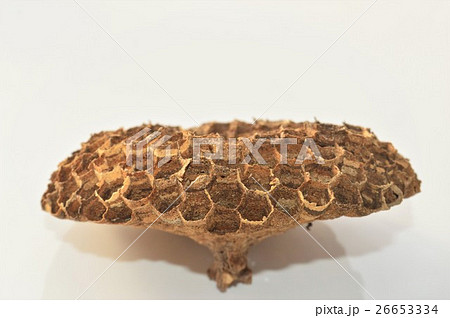 スズメバチの巣　白背景 26653334