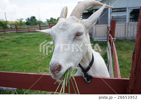 北海道のヤギさん 26653952