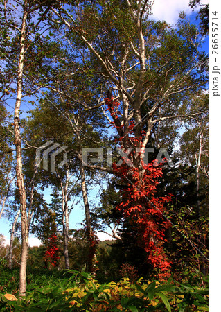 ツタウルシの紅葉 26655714