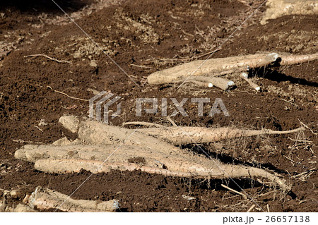 掘られた長いも 26657138