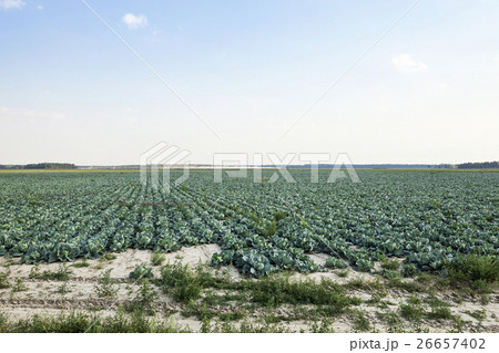 agricultural field with a cabbage agricultural field with a cabbage 26657402