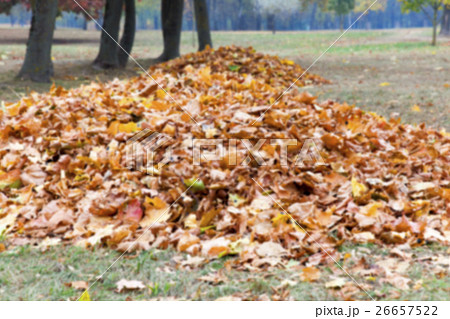 autumn in the park 26657522