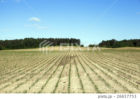 corn field, agriculture corn field, agriculture 26657753
