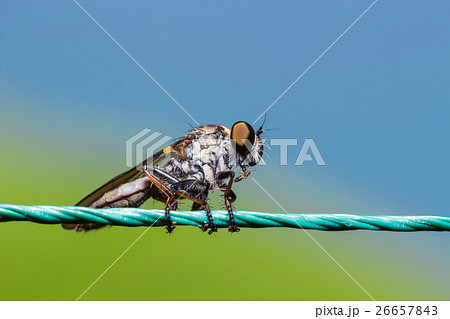 Robber Fly, assassin fly (Asilidae) Robber Fly, assassin fly (Asilidae) 26657843