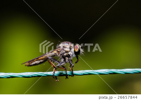 Robber Fly, assassin fly (Asilidae) Robber Fly, assassin fly (Asilidae) 26657844