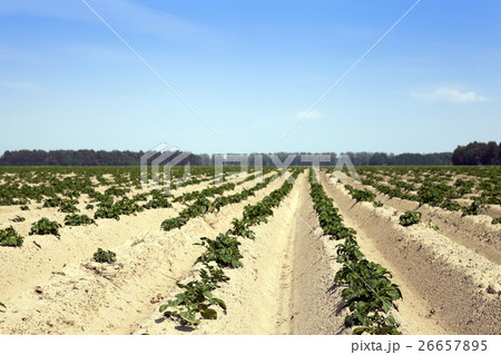 Potatoes in the field 26657895