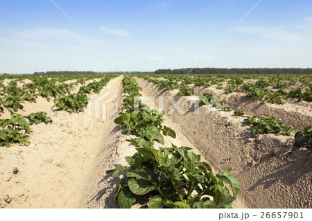 Agriculture, potato field 26657901