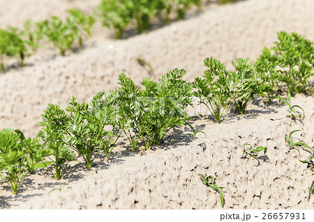 green carrot field green carrot field 26657931