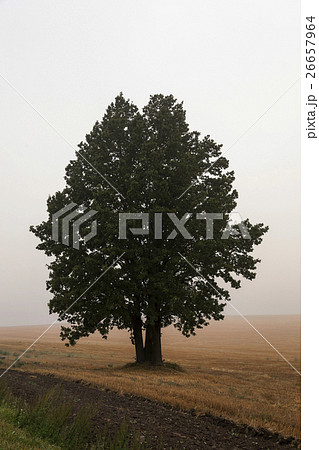 tree in the field tree in the field 26657964
