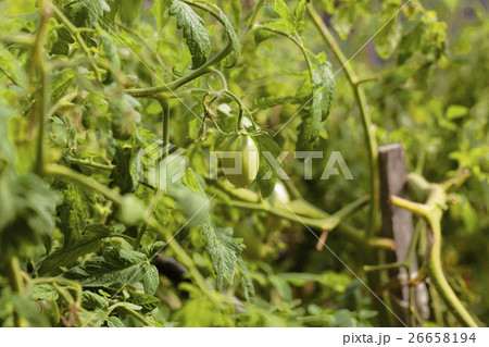 green unripe tomato green unripe tomato 26658194