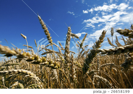 ripe yellow cereals ripe yellow cereals 26658199