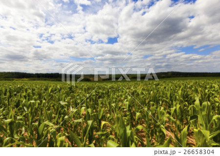 Field with corn Field with corn 26658304