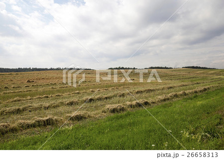 harvesting of rape   26658313