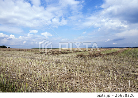 harvesting of rape   26658326