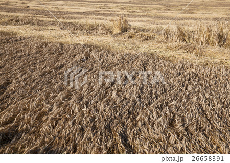 Field of cereal in the summer Field of cereal in the summer 26658391