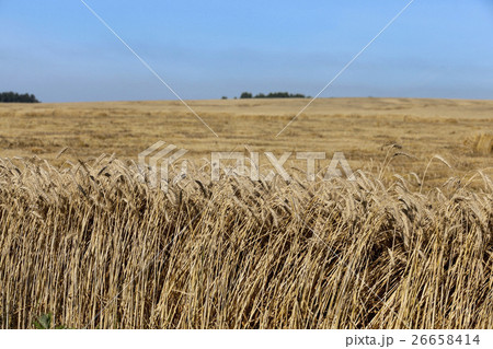 ripe yellow cereals  26658414