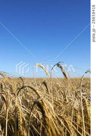 agricultural field with cereal agricultural field with cereal 26658416
