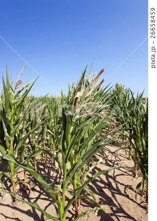 Corn field, summer Corn field, summer 26658459