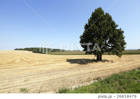 wheat field, tree   26658479