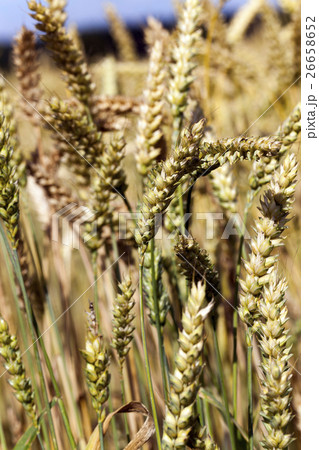 grow ripe cereals 26658652