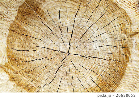 sawn tree trunk  26658655