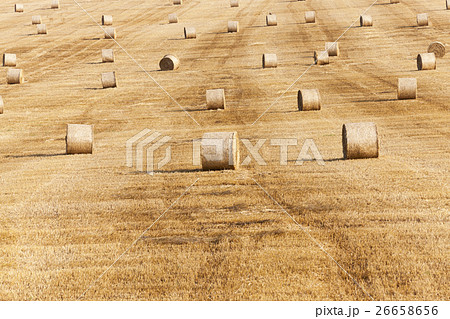 harvest of cereals   26658656