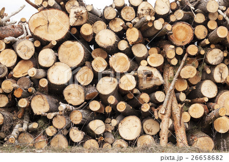 harvested wood, close-up   26658682