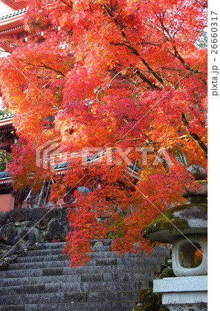 紅葉 26660317