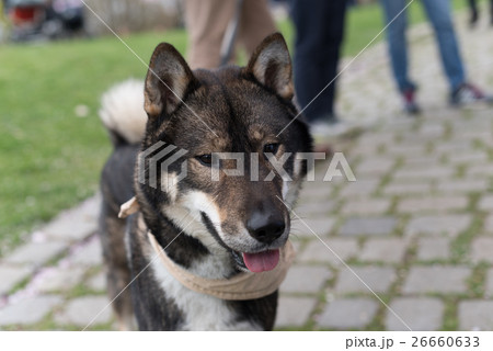 Shikoku dog Shikoku dog 26660633