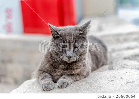 Gray cat with angry look 26660664