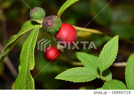 熟れてきたイヌビワの実 熟れてきたイヌビワの実 26660718