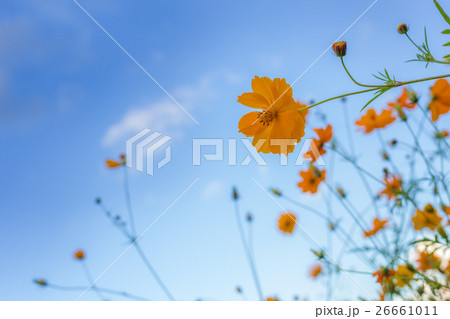yellow cosmos, sulfur cosmos flower 26661011