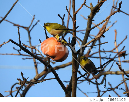 日本には残し柿という文化がある。少し残して、野鳥へのお裾分けと豊作祈願の気持ちを込めた。 26661106