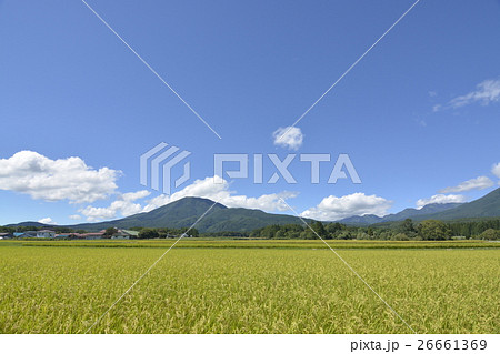 稲と飯綱山と黒姫山 稲と飯綱山と黒姫山 26661369