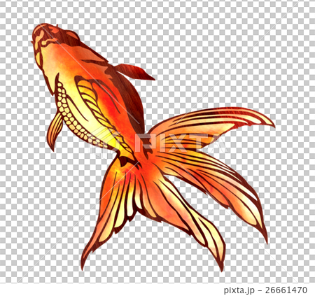 魚圖 26661470