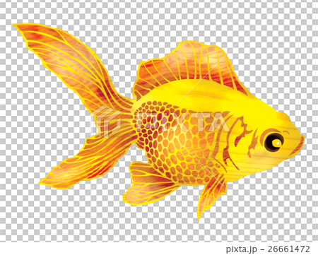 魚圖 26661472