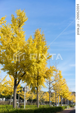 道路沿いの黄葉しているイチョウ並木 11 道路沿いの黄葉しているイチョウ並木 11 26662004
